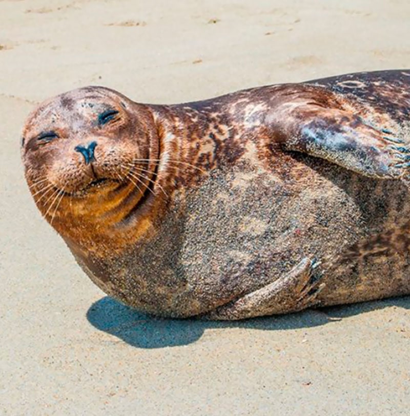 Santuario de lobo marino en baja california cerca de san quintin y del rosario